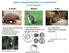 Uova e segmentazione nei mammiferi