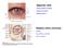 Apparato vista. Sistema visivo (nervoso) Occhio (bulbo oculare) Organi accessori Muscoli striati. Retine Vie ottiche centrali Aree corticali